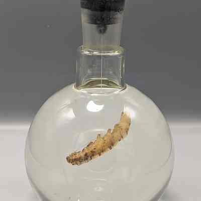 Spider silk producing silkworm