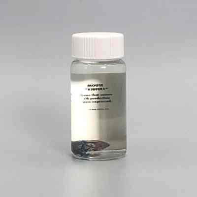 Ribfull Mouse Embryo
