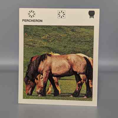 Wildlife Treasury: Percheron