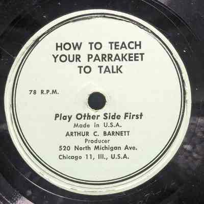 How To Teach Your Parrakeet To Talk