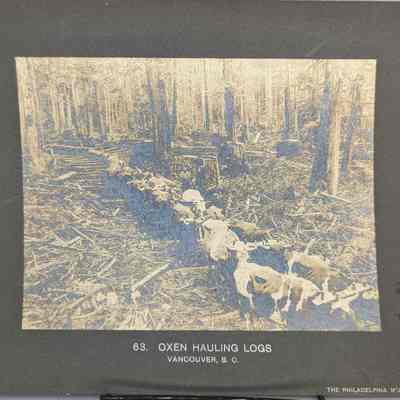 Oxen Hauling Logs