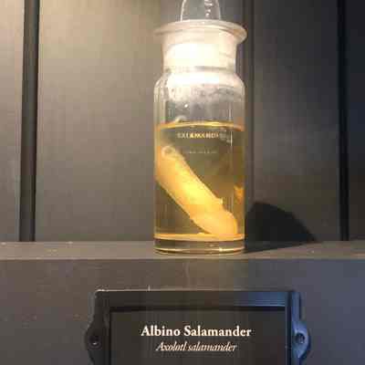 Albino Salamander