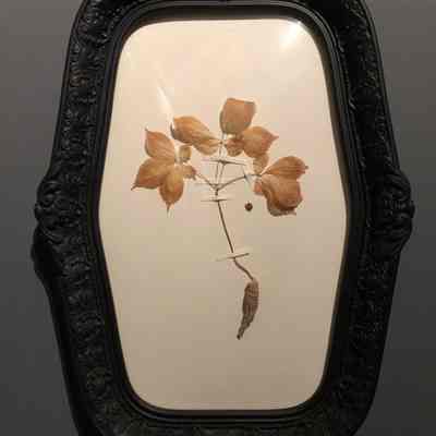 Cultivated Ginseng