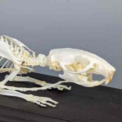Domesticated Rat Skeleton