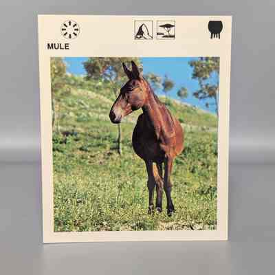 Wildlife Treasury: Mule