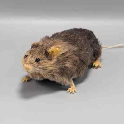 Obese C57Bl6 Mouse