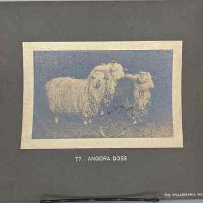 Angora Does