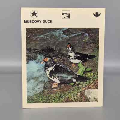 Wildlife Treasury: Muscovy Duck