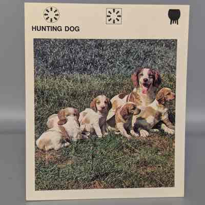 Wildlife Treasury: Hunting dog