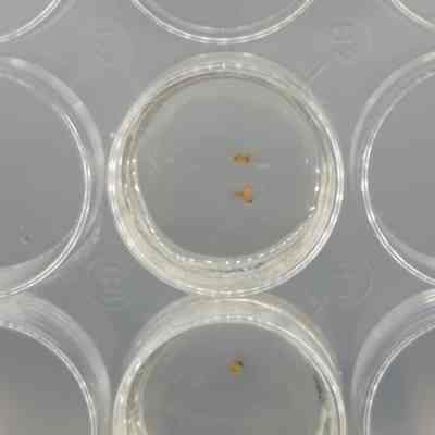 Crispr modified fruit fly