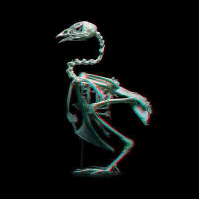Domesticated Quail Skeleton