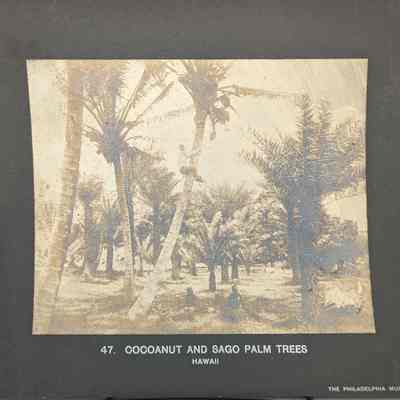 Cocoanut And Sago Palm Trees