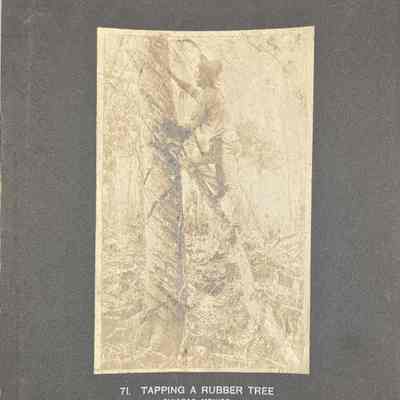 Tapping A Rubber Tree