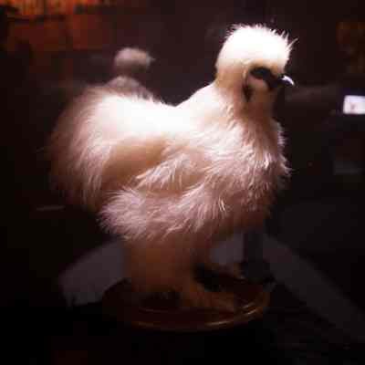 Silky Chicken