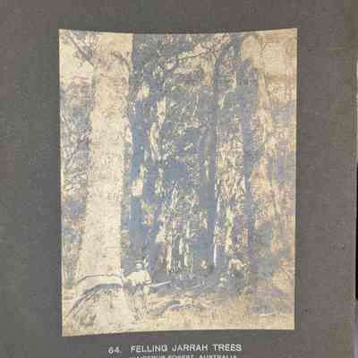 Felling Jarrah Trees