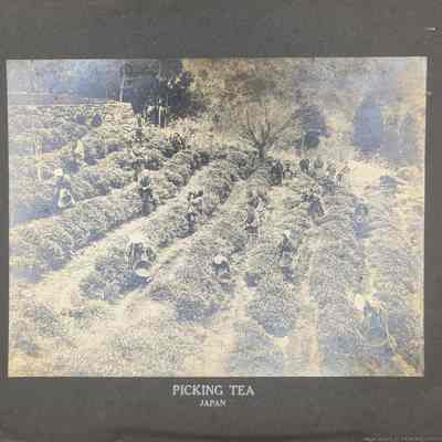 Picking Tea