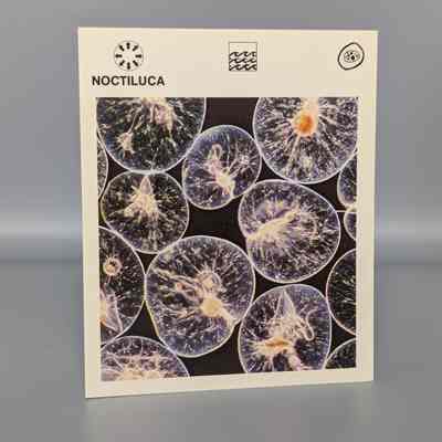 Wildlife Treasury: Noctiluca