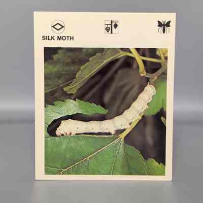 Wildlife Treasury: Silk Moth