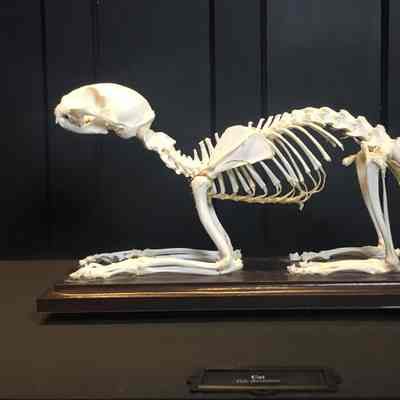 Domesticated Cat Skeleton