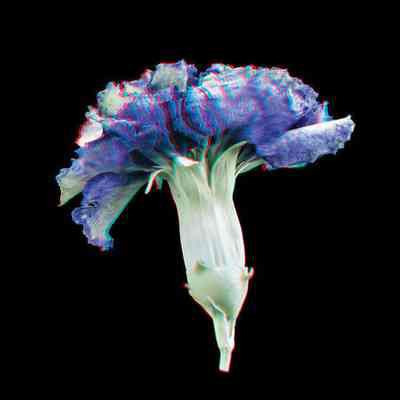 Mini-Moonshade Carnation 1