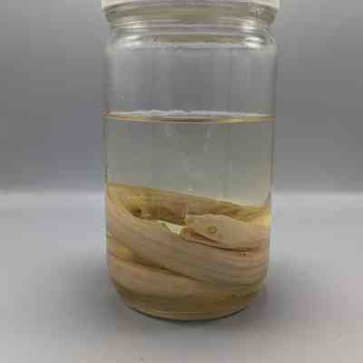 Albino Ball Python