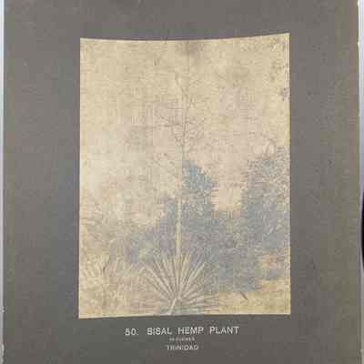Sisal Hemp Plant