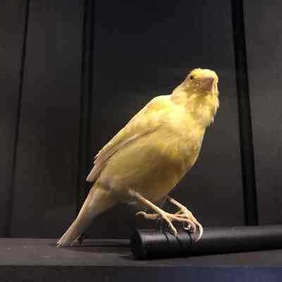 Yellow Canary
