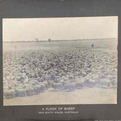 A Flock Of Sheep
