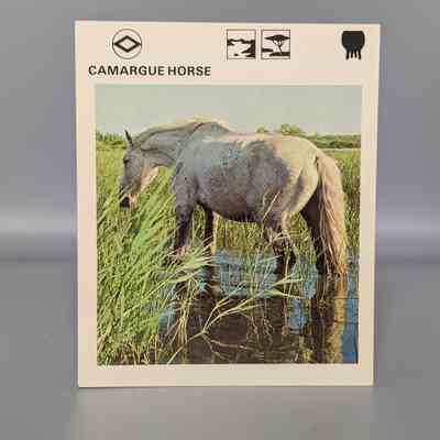 Wildlife Treasury: Camargue Horse