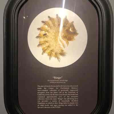 Dermestid Beetle "Ringo"