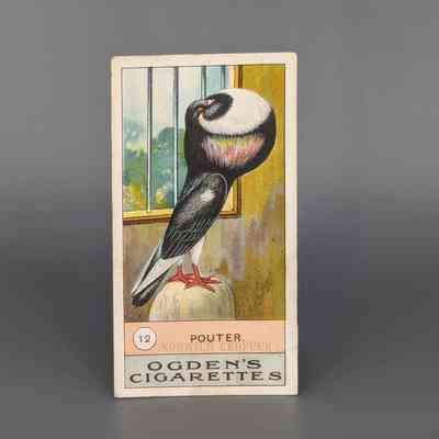 Ogden Cigarette card : Pouter