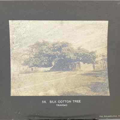 Silk Cotton Tree
