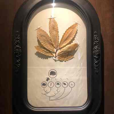 Transgenic American Chestnut Tree AN-2xG4 (BV1)