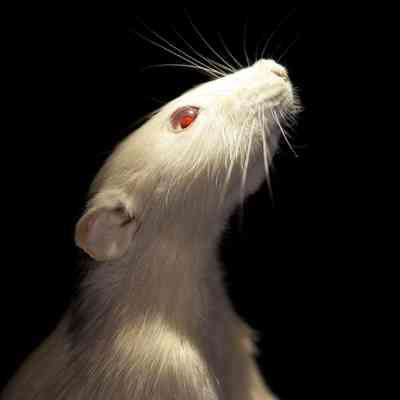 Alcoholic Lab Rat