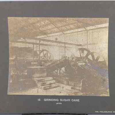 Grinding Sugar Cane