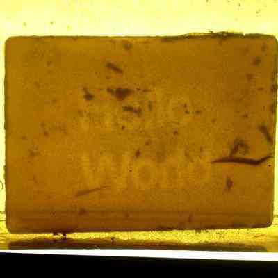 Photo bacterium "Hello World"