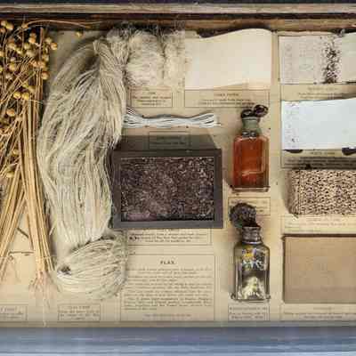 Drawer of Flax Specimen