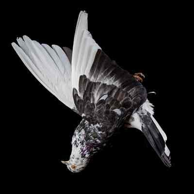 Birmingham Roller Pigeon