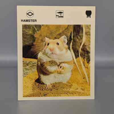 Wildlife Treasury: Hamster