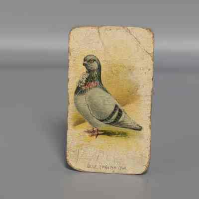 Fowls Pigeons & Dogs: Blue English Owl