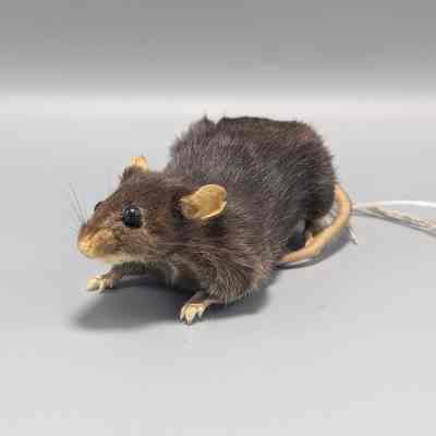 Green Fluorescent Mouse from JAX 1