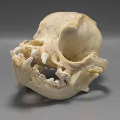 Pug Dog Skull