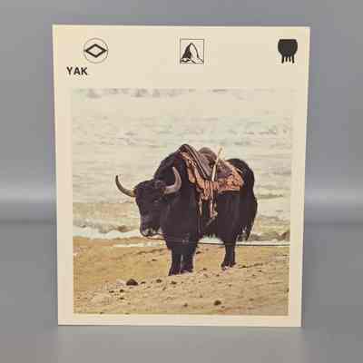 Wildlife Treasury: Yak
