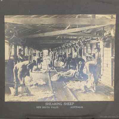 Shearing Sheep