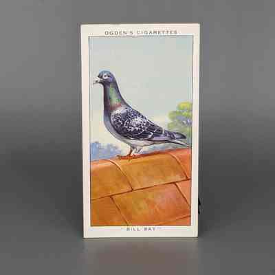 Ogden Cigarette card : Bill Bay