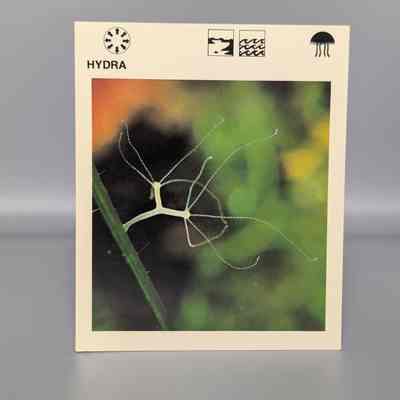 Wildlife Treasury: Hydra