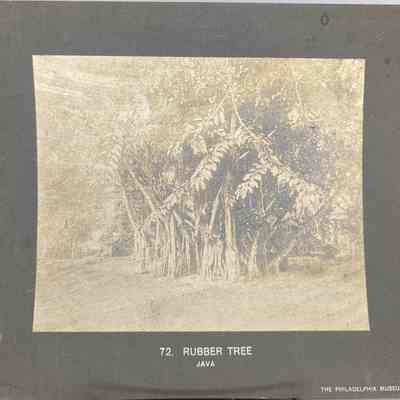 Rubber Tree
