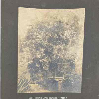 Brazilian Rubber Tree