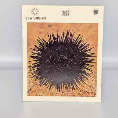 Wildlife Treasury: Sea Urchin