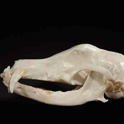 Borzoi Skull